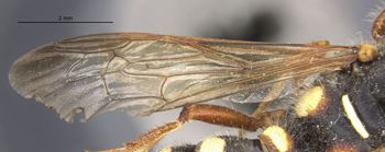 Media type: image;   Entomology 14706 Aspect: Wing front